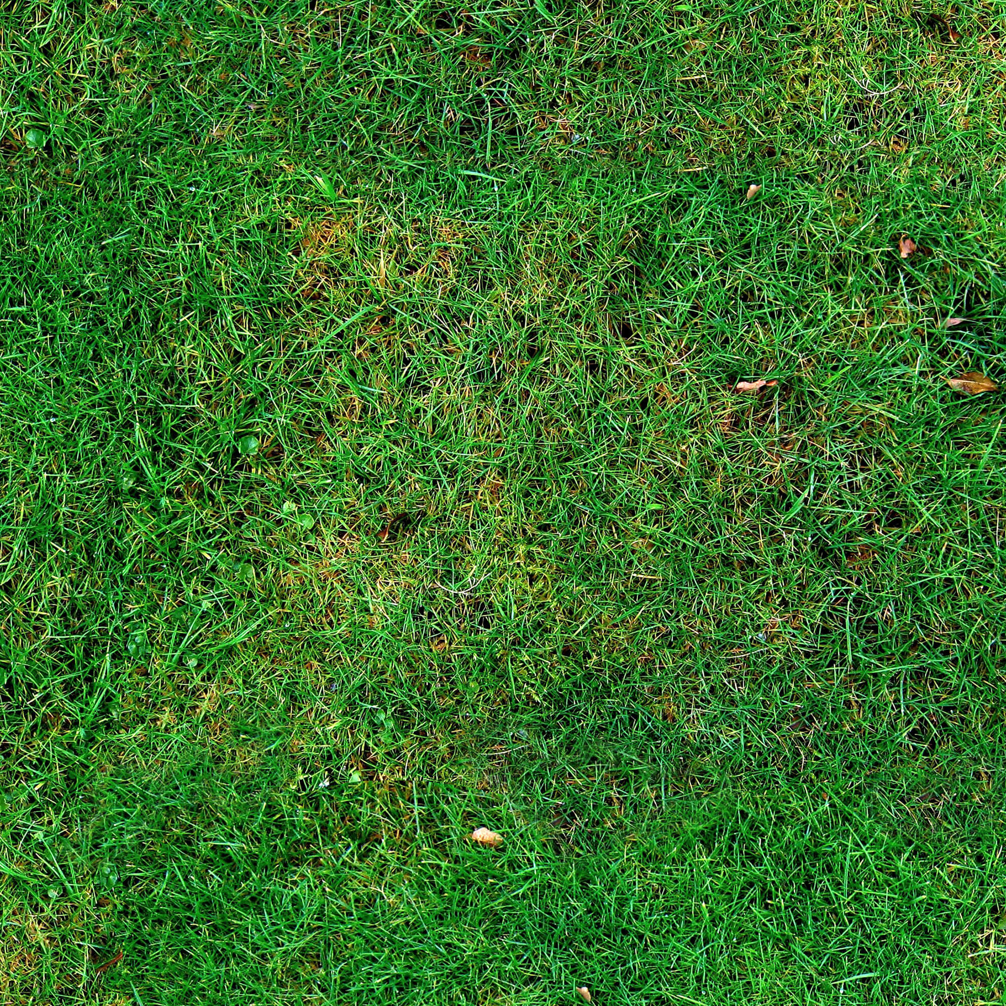 Gras, Rasen, Pflanze